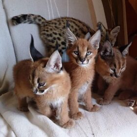 Lovely Caracal Kittens for Sale