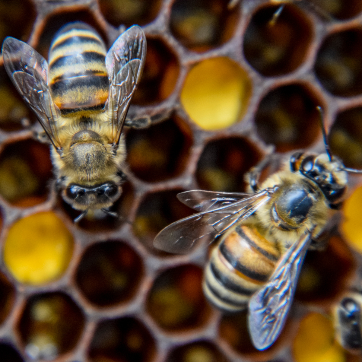 Friendly Pest Control