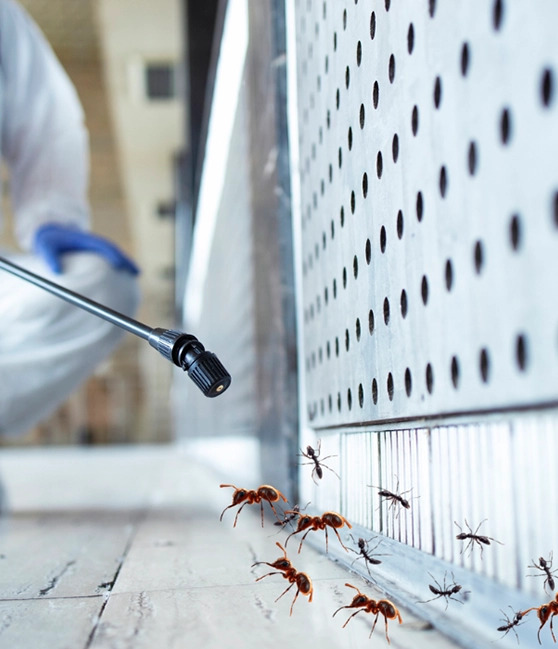 Best Pest Control Services in Hyderabad – AJL Pest Control