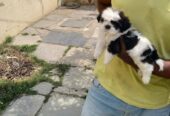 ShihTzu Puppies For Sale