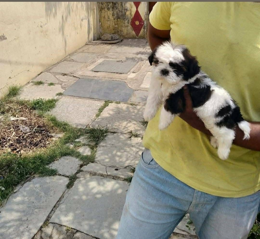 ShihTzu Puppies For Sale