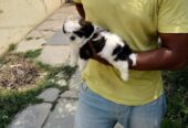 ShihTzu Puppies For Sale
