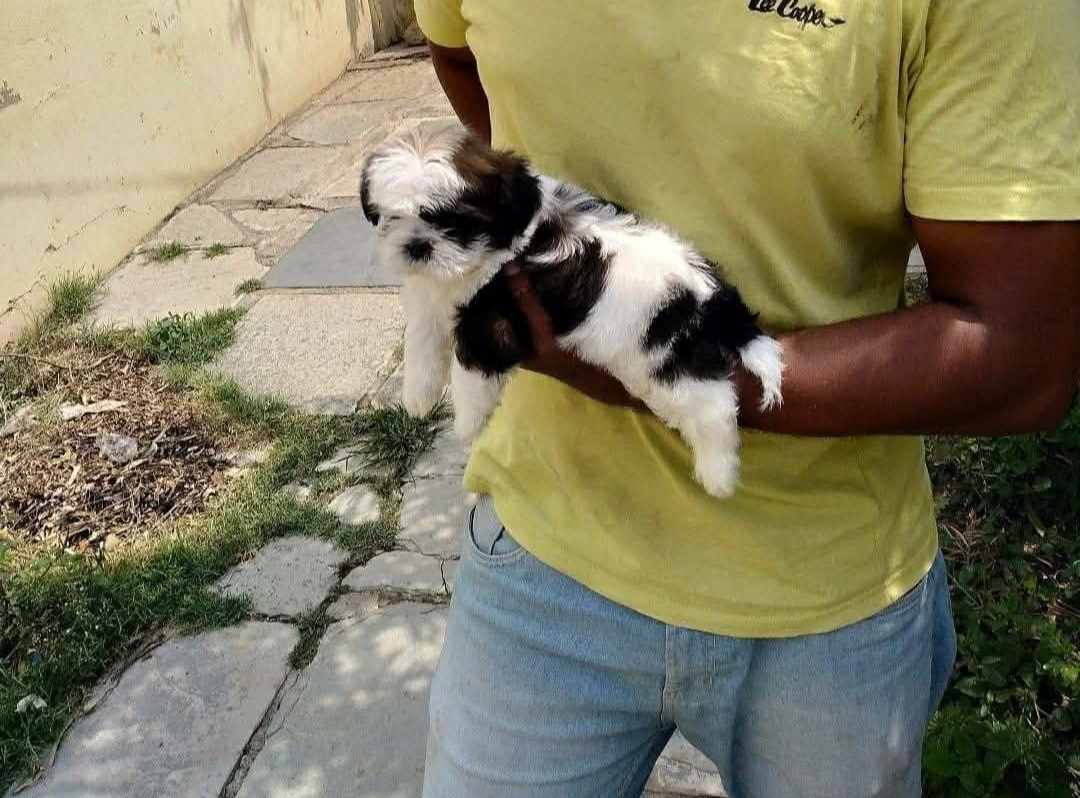 ShihTzu Puppies For Sale
