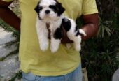 ShihTzu Puppies For Sale