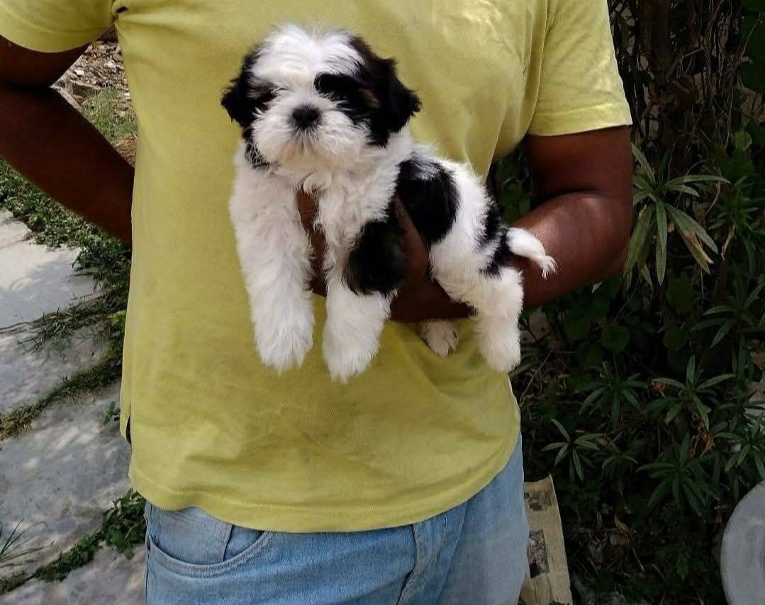 ShihTzu Puppies For Sale