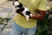 ShihTzu Puppies For Sale