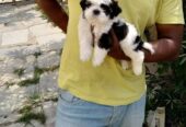 ShihTzu Puppies For Sale