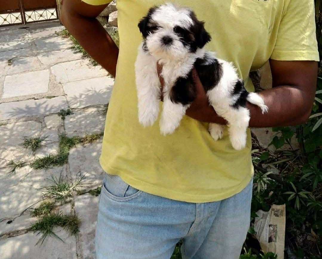ShihTzu Puppies For Sale